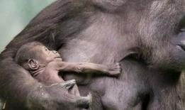 动物生孩子视频,动物育儿奇观大揭秘